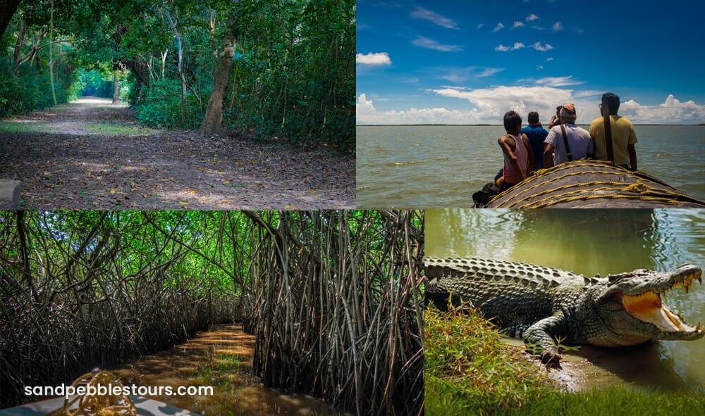 Puri to Bhitarakanika: Your Ultimate Road Trip Guide & Travel Information